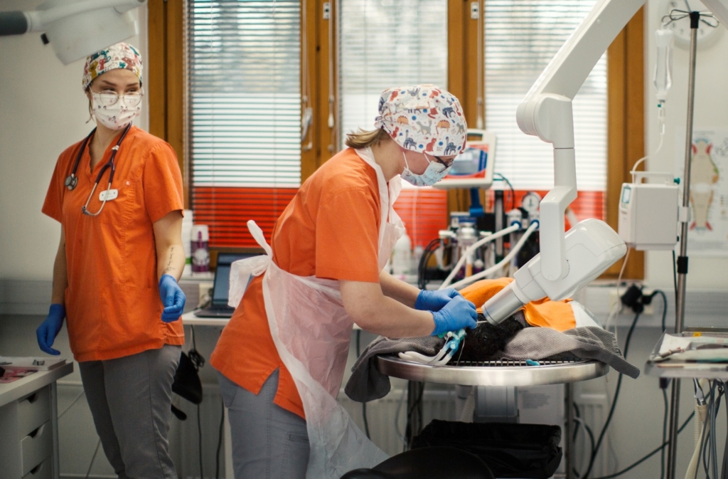 Eläinklinikka Paras Kaveri - Ammattilaiset työssään poistamassa lemmikin hammaskiveä.